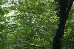 Die Natur holt sich ihren Bereich zurück